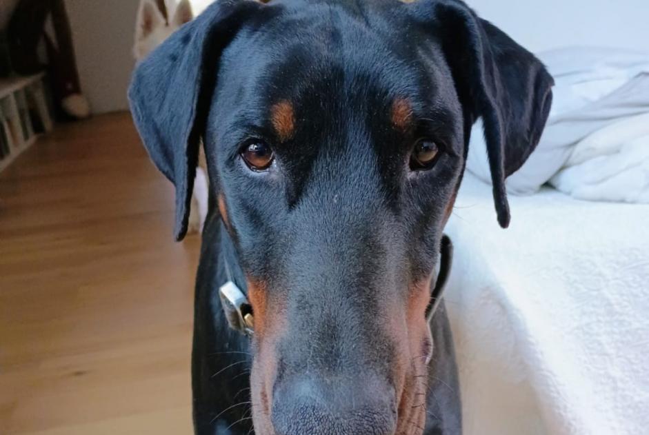 Alerte Disparition Chien  Mâle , 4 ans Orbec France