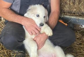 Alerte Disparition Chien  Mâle , 2024 ans Castéra-Vignoles France