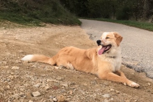 Alerte Disparition Chien croisement Femelle , 0 ans Saint-Agrève France