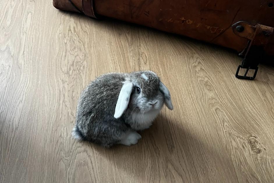 Alerte Disparition Lapin Mâle Angers France