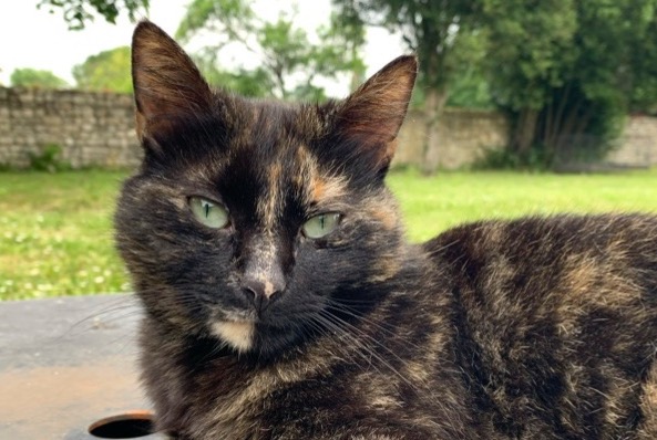 Alerte Disparition Chat Femelle , 5 ans Saint-Amant-de-Boixe France