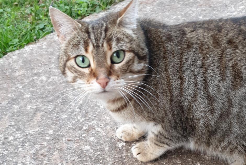 Alerte Disparition Chat croisement Femelle , 6 ans Bédarieux France