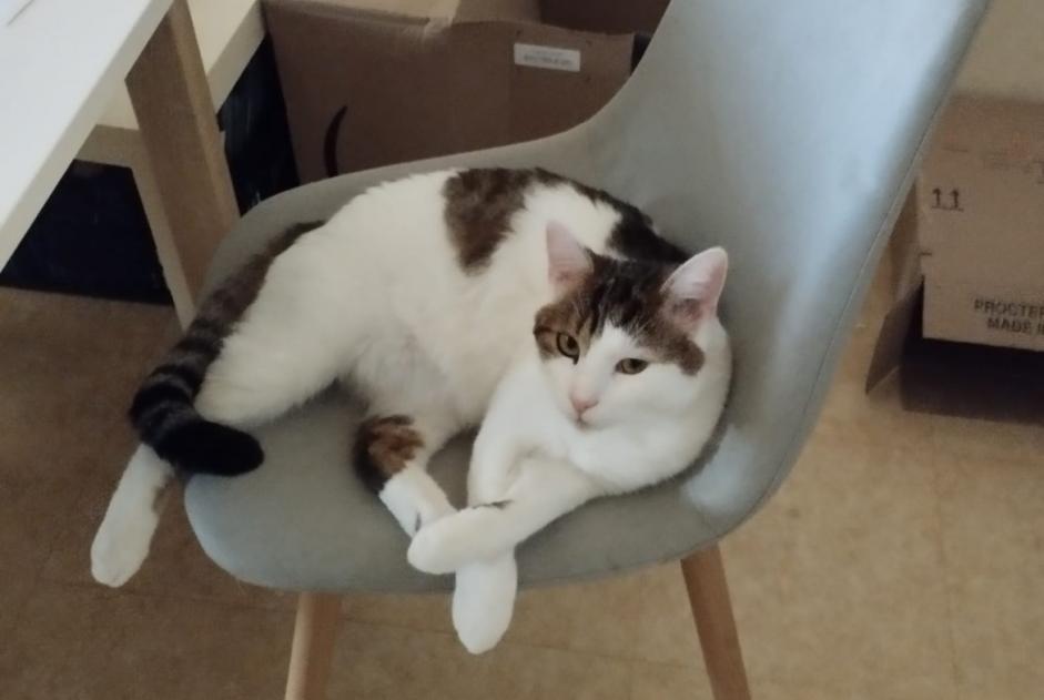 Alerte Disparition Chat  Mâle , 2 ans Blainville-sur-Orne France