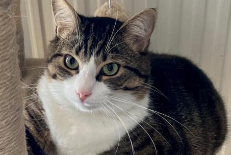 Alerte Disparition Chat  Mâle , 3 ans Chantraine France