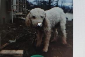 Alerte Découverte Chien croisement Inconnu Saint-Martin-d'Uriage France