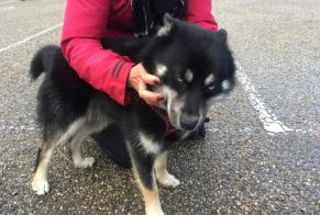 Alerte Découverte Chien  Mâle Pavezin France