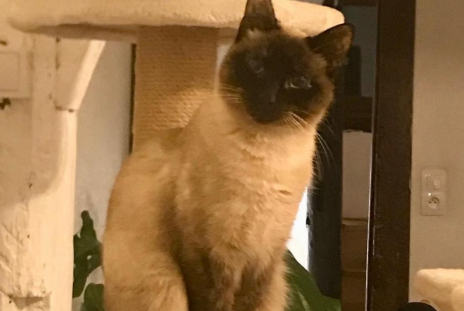 Alerte Disparition Chat  Femelle , 2 ans Rouen France