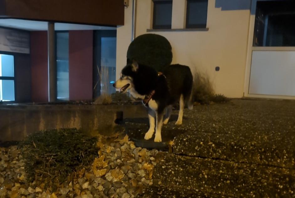 Alerte Découverte Chien  Inconnu Haguenau France