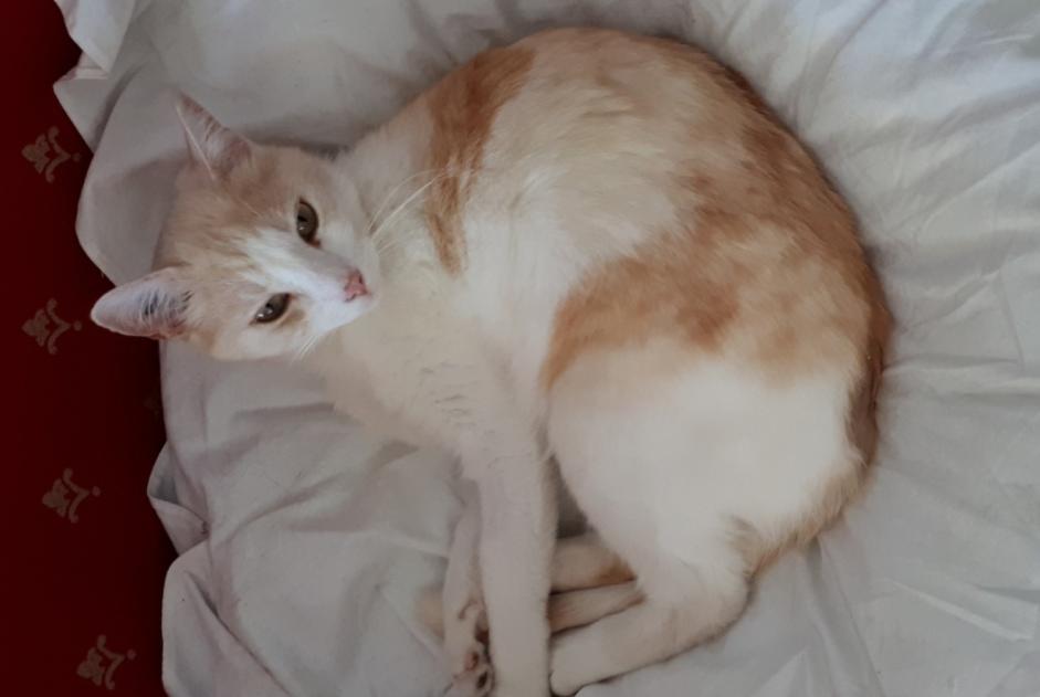 Alerte Disparition Chat  Mâle , 9 ans Hyères France