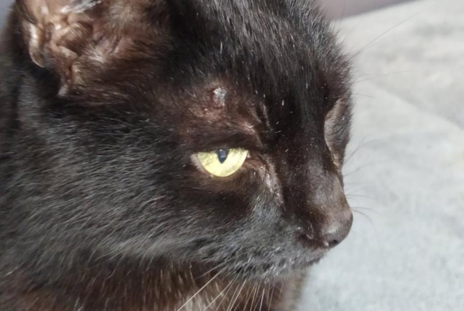 Alerte Disparition Chat Mâle , 16 ans Bougival France