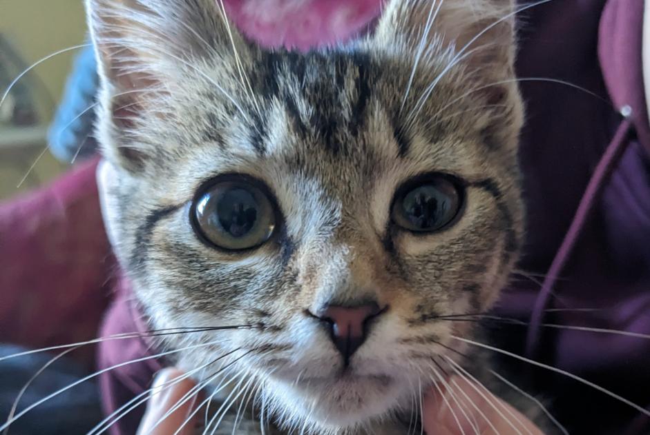 Alerte Découverte Chat croisement Femelle Sioniac France