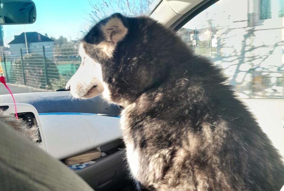 Alerte Découverte Chien  Femelle Dampniat France