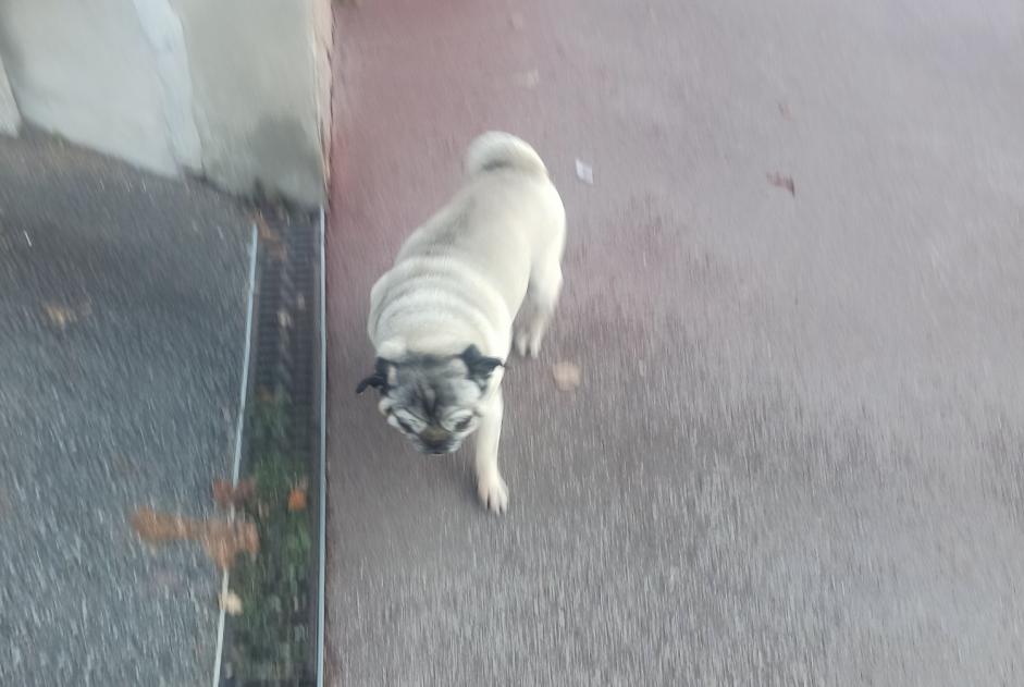 Alerte Découverte Chien  Mâle Isle France