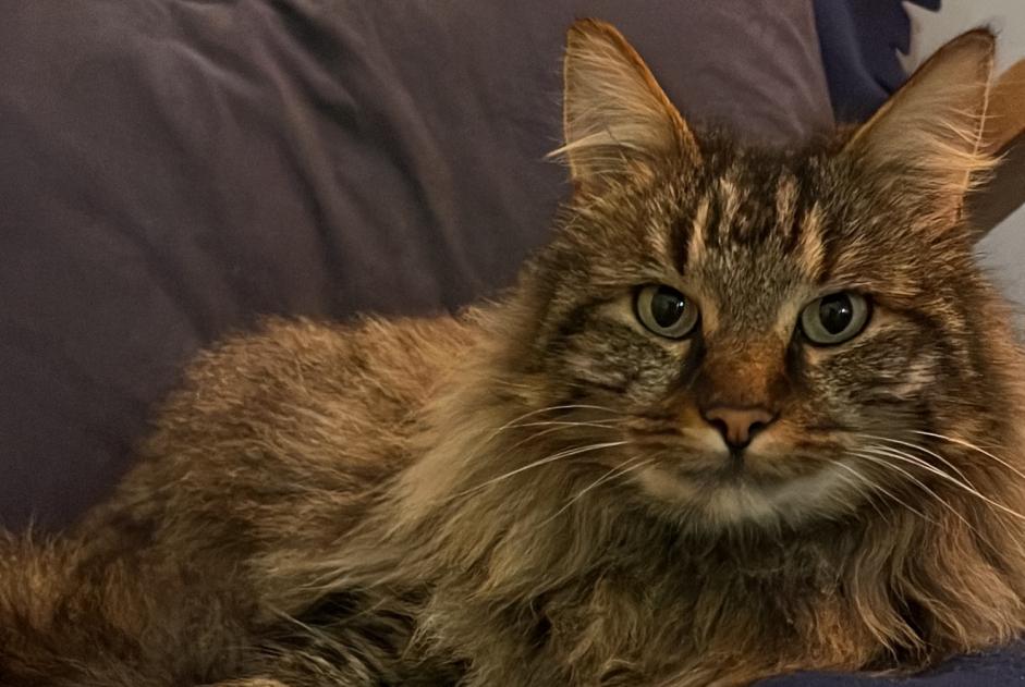 Alerte Disparition Chat croisement Mâle , 5 ans Baule France