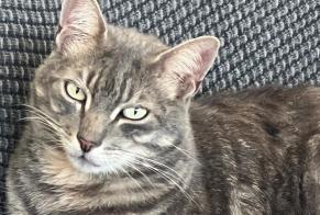 Alerte Disparition Chat Mâle , 8 ans Atalaia Portugal