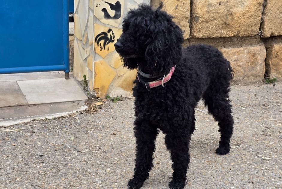 Alerte Découverte Chien  Inconnu Beauvoisin France