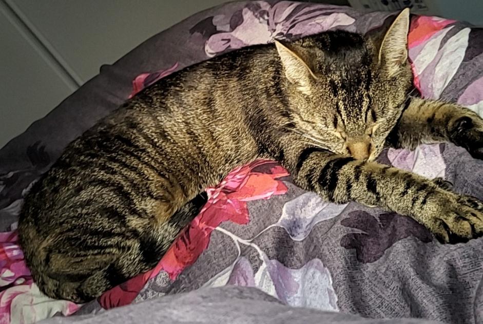 Alerte Disparition Chat croisement Femelle , 2 ans Breuillet France