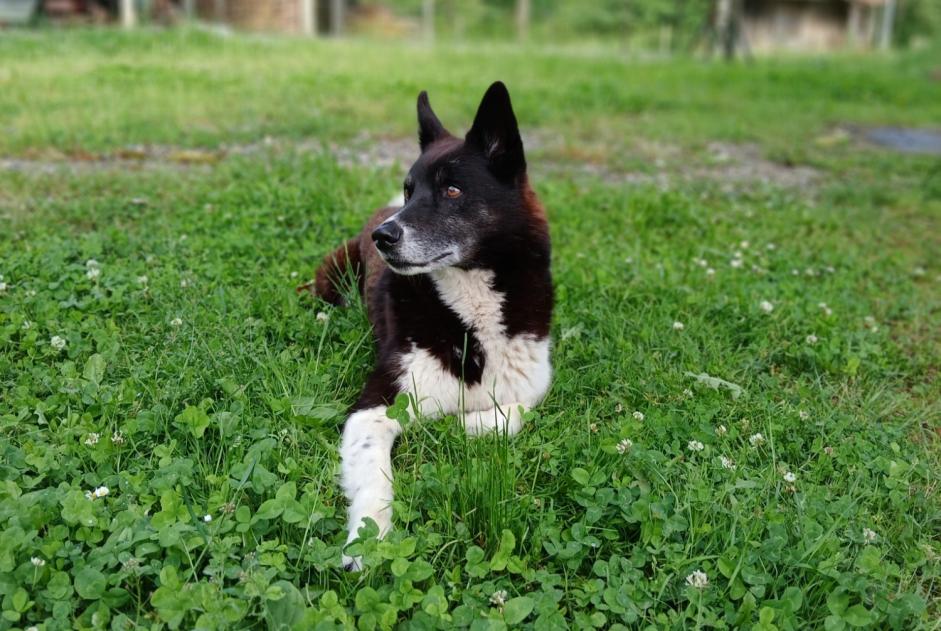 Alerte Disparition Chien croisement Mâle , 12 ans Estadens France