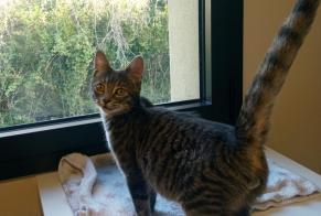 Alerte Disparition Chat Mâle , 1 ans Saint-Andiol France