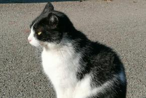 Alerte Disparition Chat Mâle , 9 ans Villeurbanne France