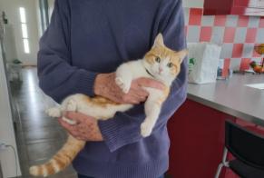 Alerte Découverte Chat Mâle Saint-Ciers-sur-Gironde France