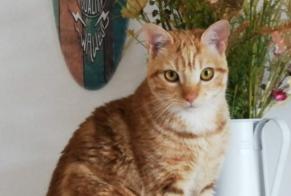 Alerte Disparition Chat  Mâle , 3 ans Cruzilles-lès-Mépillat France