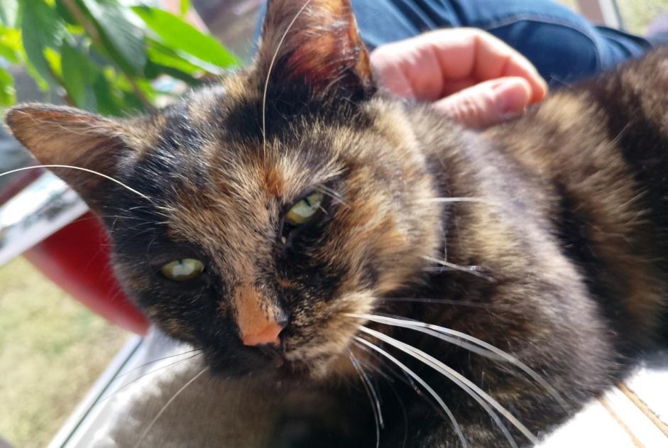 Alerte Disparition Chat Femelle , 1 ans Le Puy-en-Velay France