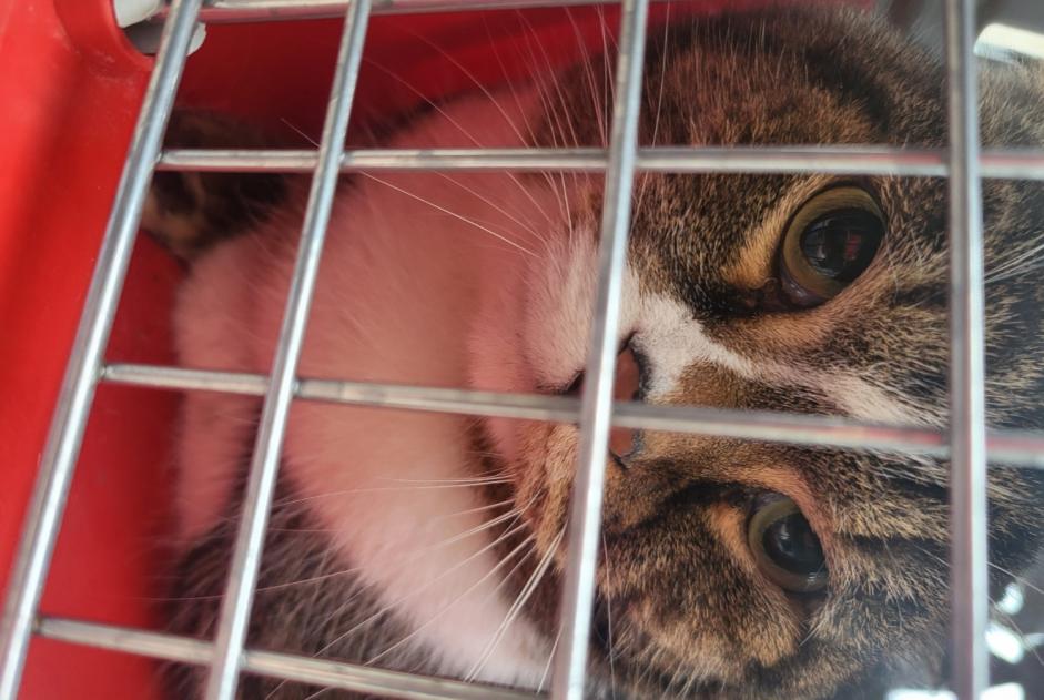 Alerte Découverte Chat Mâle , 2 ans Puteaux France