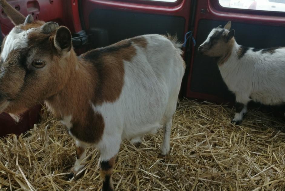 Alerte Disparition Chèvre Mâle , 2025 ans Camarès France