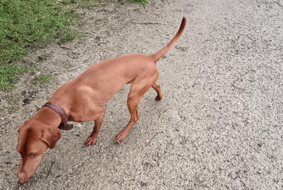 Alerte Découverte Chien  Mâle Auray France