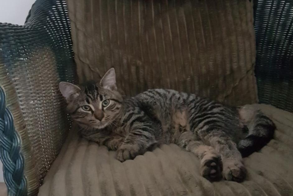 Alerte Disparition Chat croisement Mâle , 4 ans Saint-Cannat France