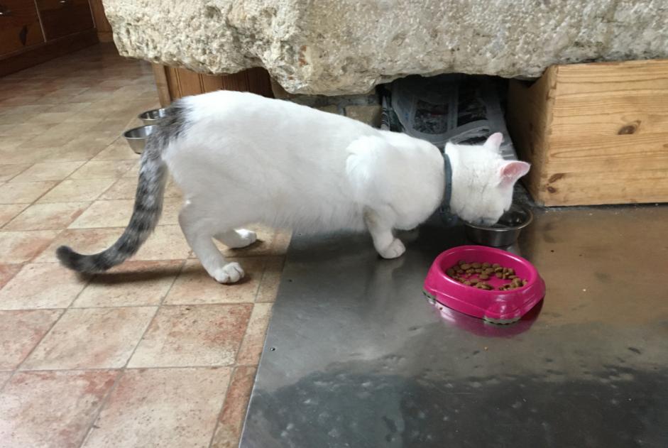 Alerte Découverte Chat Mâle Fournet-Blancheroche France