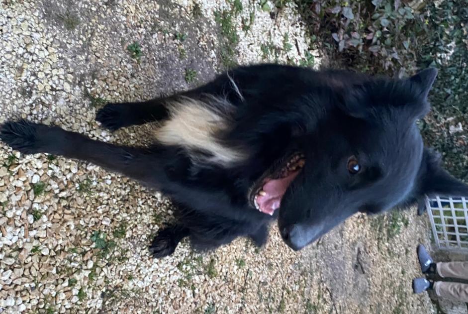 Alerte Découverte Chien croisement Mâle Taponnat-Fleurignac France