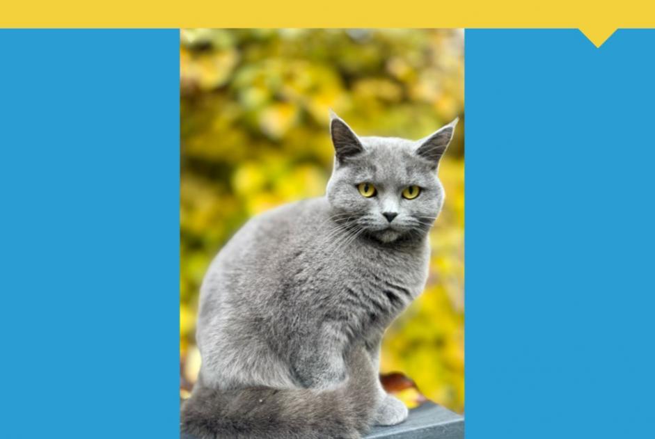 Alerte Disparition Chat croisement Femelle , 2 ans Chigny France