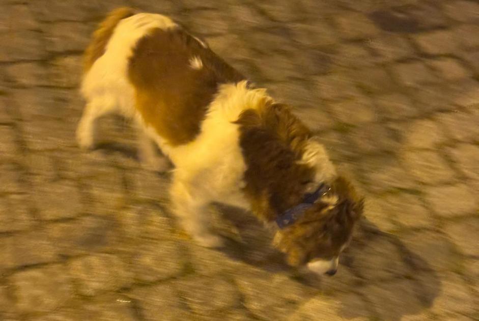 Alerte Découverte Chien Mâle Sines Portugal