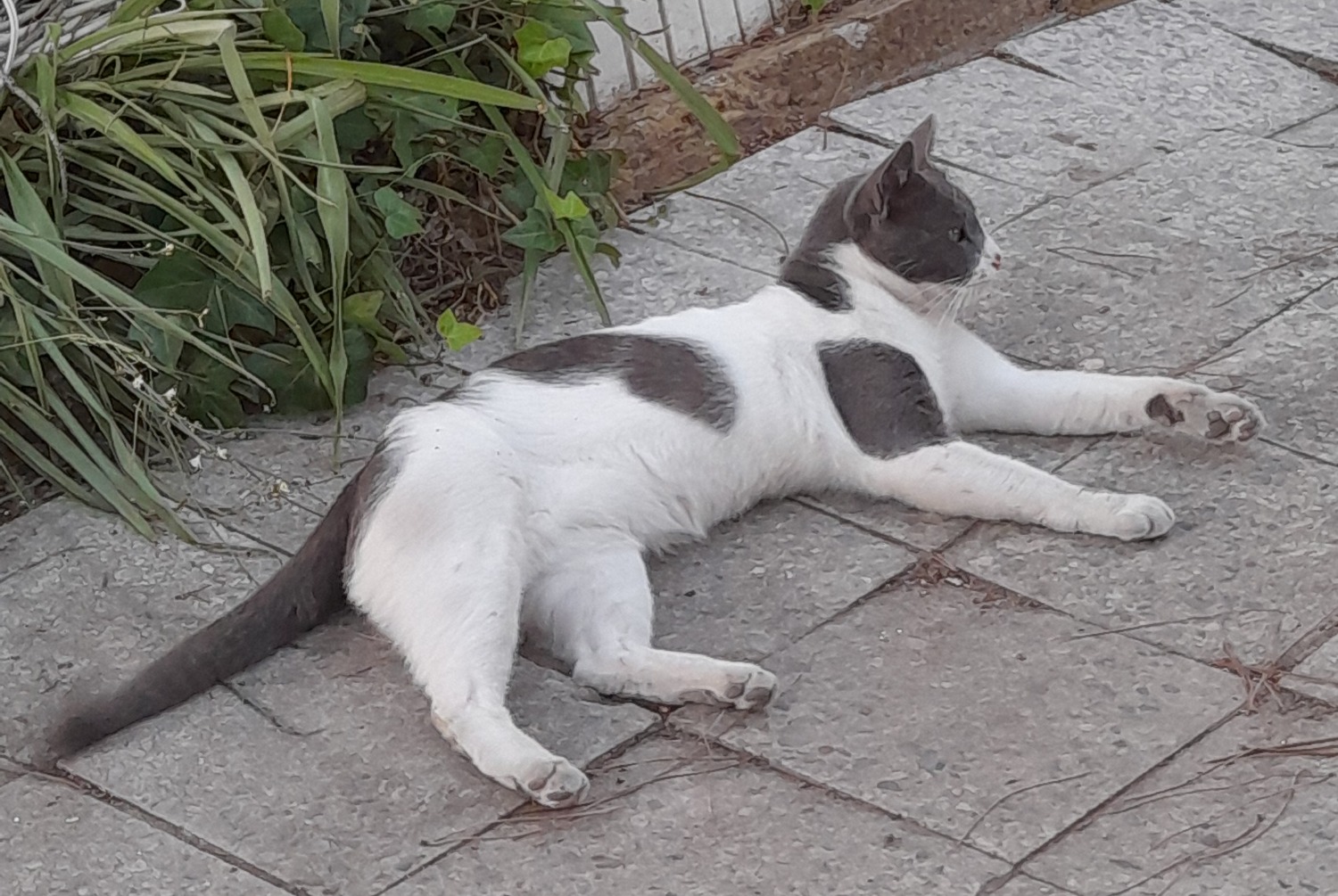 Alerte Disparition Chat croisement Mâle , 6 ans Lagoa de Albufeira - Sesimbra Portugal