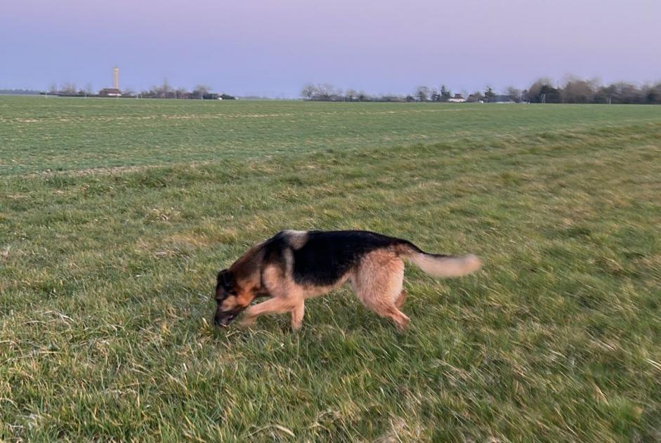 Alerte Découverte Chien  Mâle Unverre France