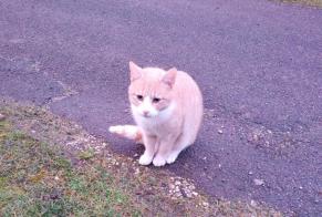 Alerte Découverte Chat Inconnu Moutiers-en-Puisaye France