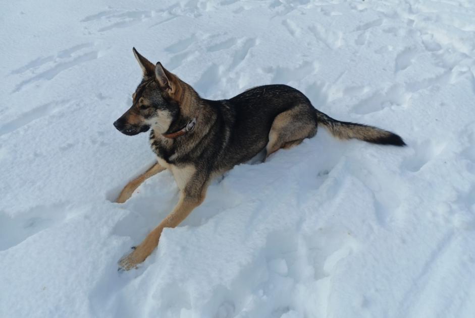 Alerte Disparition Chien croisement Femelle , 1 ans Lanuéjols France