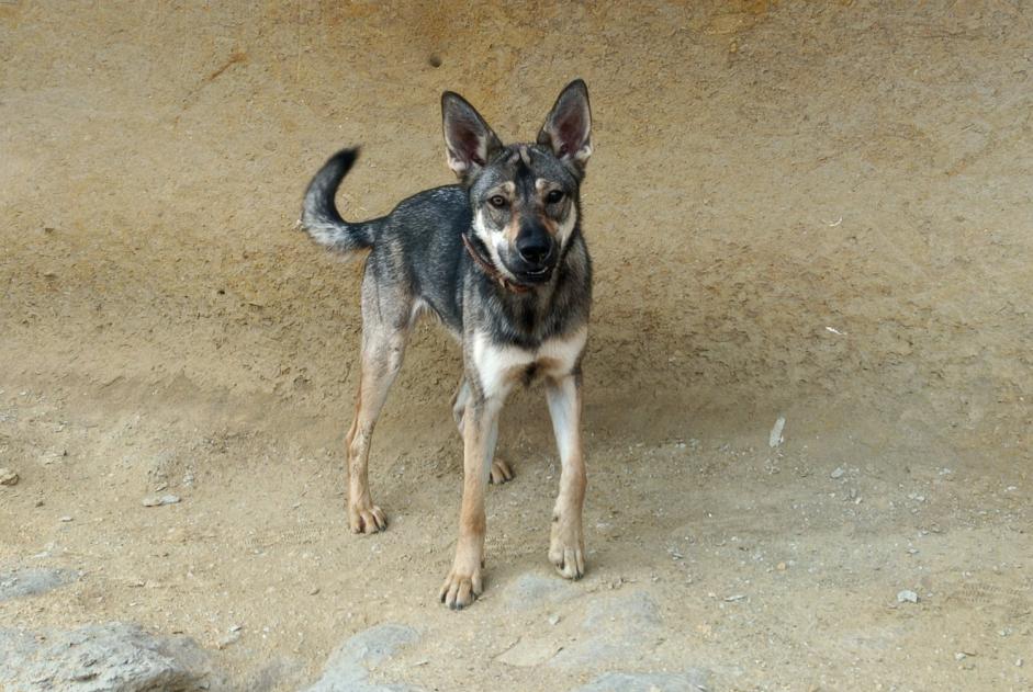 Alerte Disparition Chien croisement Femelle , 1 ans Lanuéjols France