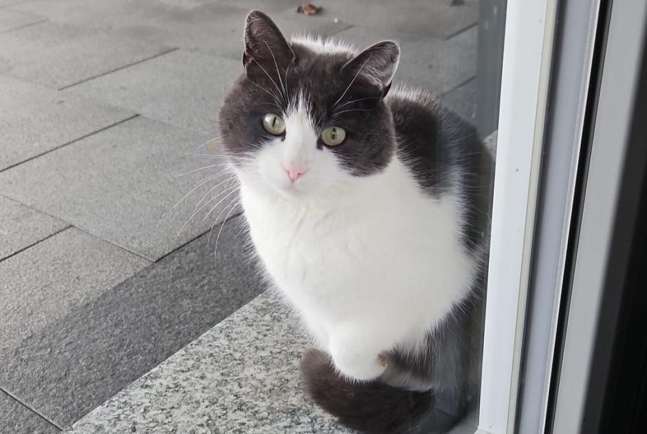 Alerte Disparition Chat  Femelle , 4 ans Sion Suisse