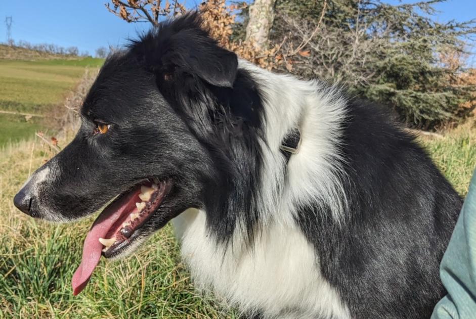 Alerte Disparition Chien  Mâle , 5 ans Glun France