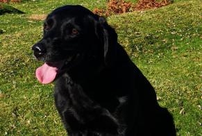 Alerte Disparition Chien  Femelle , 10 ans Saint-André-sur-Sèvre France