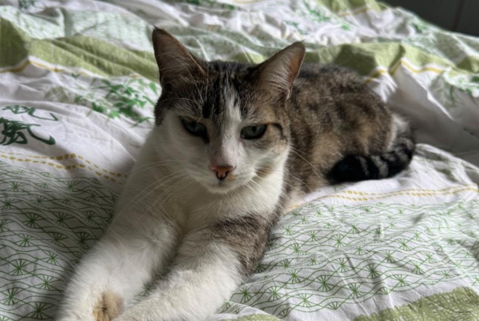 Alerte Disparition Chat Femelle , 4 ans Gagnac-sur-Garonne France