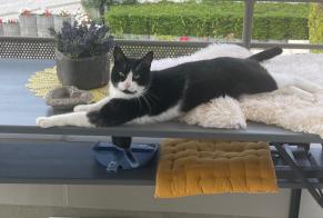 Alerte Disparition Chat Mâle , 4 ans Illkirch-Graffenstaden France