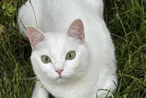 Avviso scomparsa Gatto Femmina , 3 anni Tremblay-en-France Francia