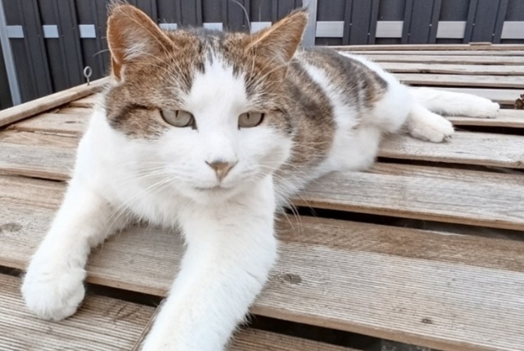 Avviso scomparsa Gatto Maschio , 3 anni Villars-sur-Glâne Svizzera