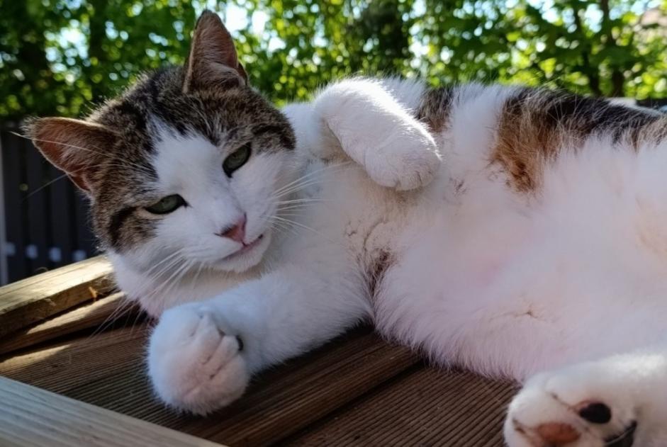 Avviso scomparsa Gatto Maschio , 3 anni Villars-sur-Glâne Svizzera