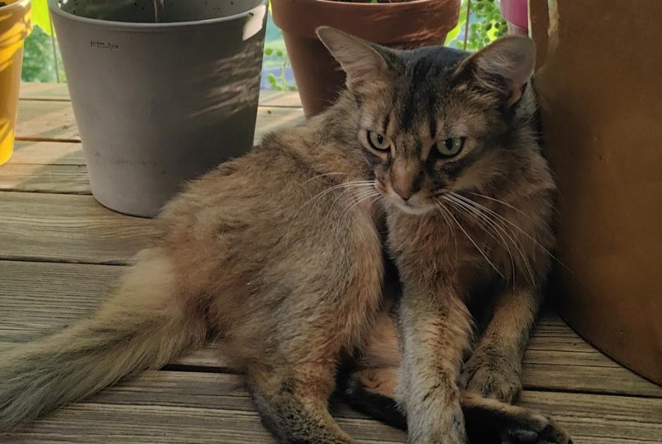 Avviso scomparsa Gatto  Maschio , 2 anni Bourg-en-Lavaux Svizzera