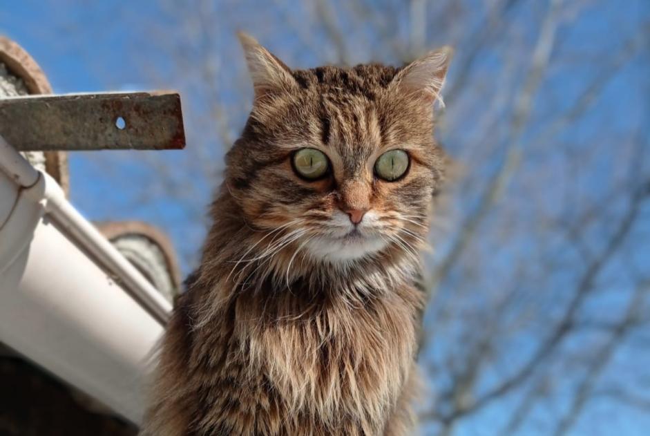 Avviso scomparsa Gatto Femmina , 6 anni Agonès Francia